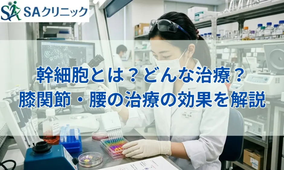 幹細胞とは？どんな治療？膝関節・腰の治療の効果や費用を解説